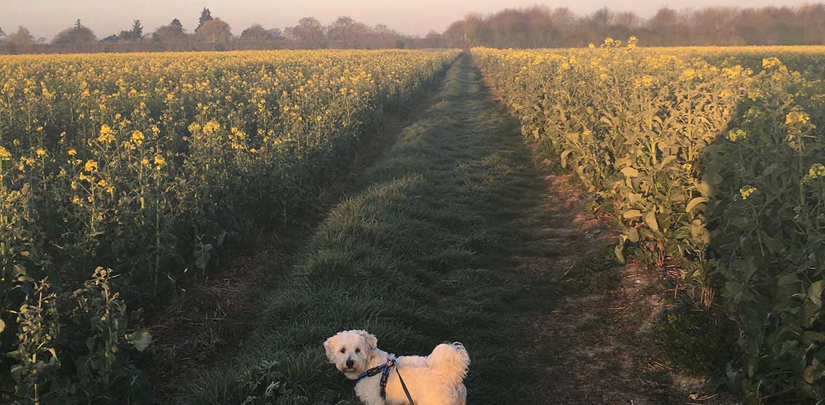 Eddie walking The Essex Way in Cressing