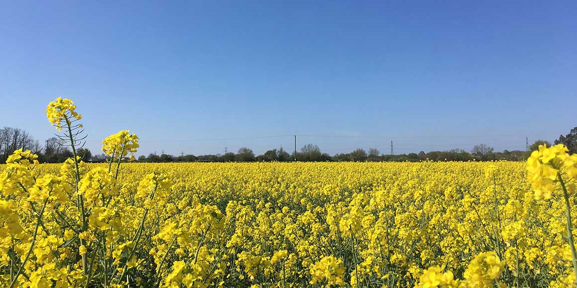 The Essex Way in Cressing